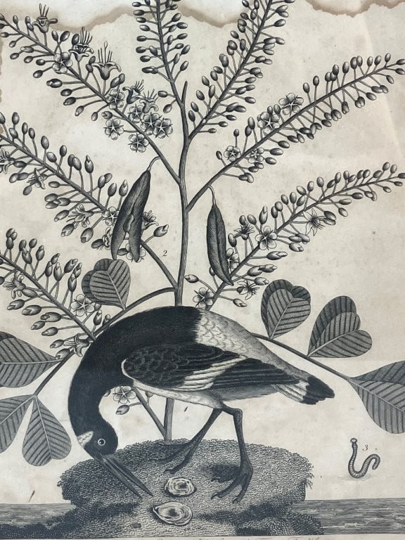 19th-Century, Oyster Catcher, Ornithological Lithograph - 2