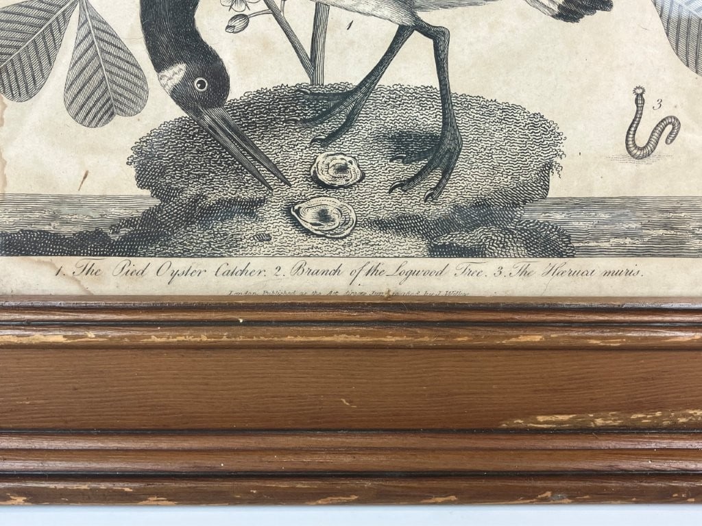 19th-Century, Oyster Catcher, Ornithological Lithograph - 3