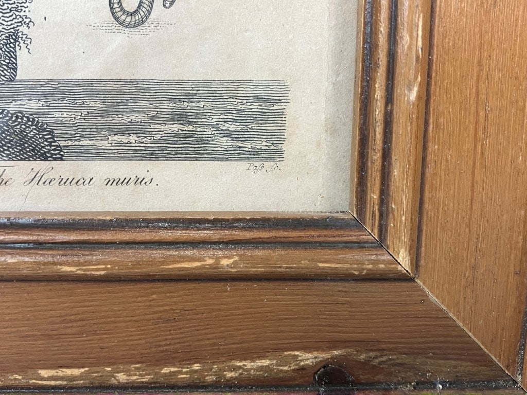 19th-Century, Oyster Catcher, Ornithological Lithograph - 4