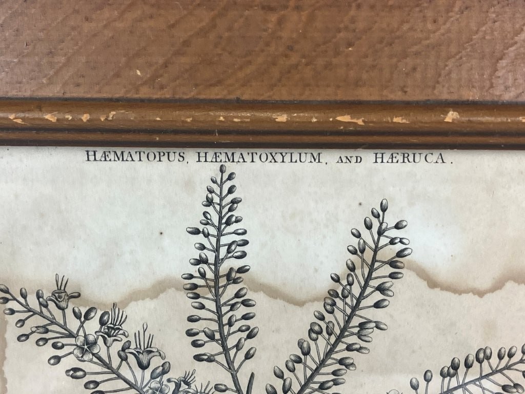 19th-Century, Oyster Catcher, Ornithological Lithograph - 5
