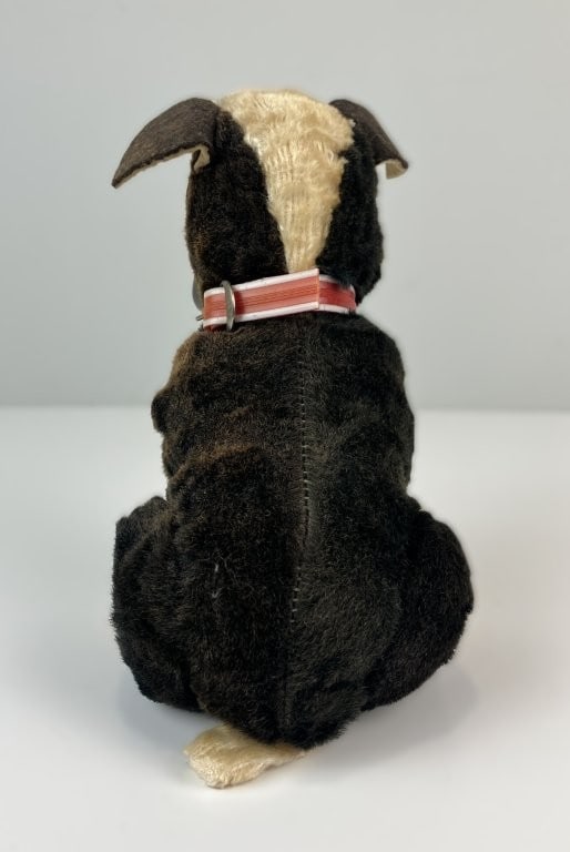 Rushton Star Creation Boston Terrier - 5
