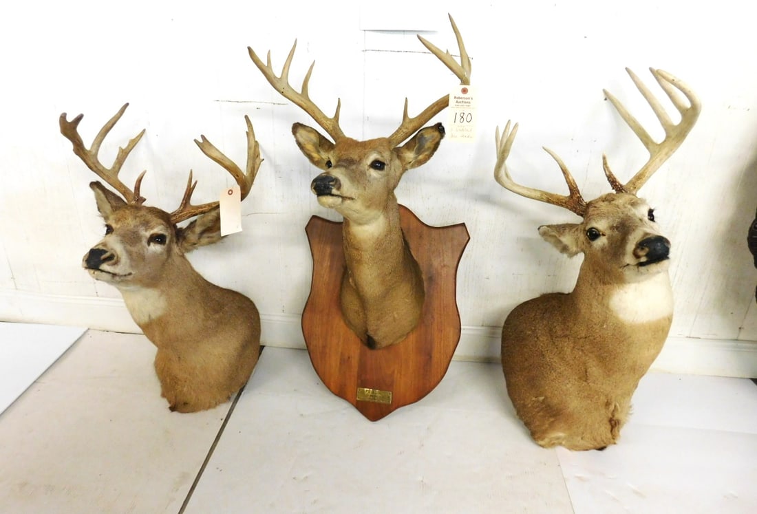 3 Huge Whitetail Deer Mts. (1 of 1)