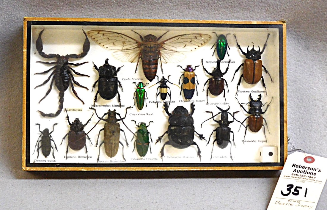 Glass Enclosed Frame w/Anthropod Bugs: Glass Enclosed Frame w/Anthropod Bugs w/Their Scientific Names in Gd. Cond. - Case - 8 w.x14 1/2L.x2"D.