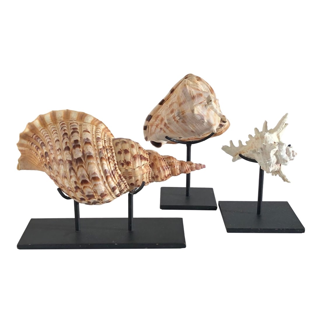 Trio Collection of Large Vintage Seashells on Iron Metal Displays: Beautiful collection of three large seashells resting on mounted metal display stands. Total piece count for this listing - three shells and three display stands, (6) piece total. Approximate dimensio