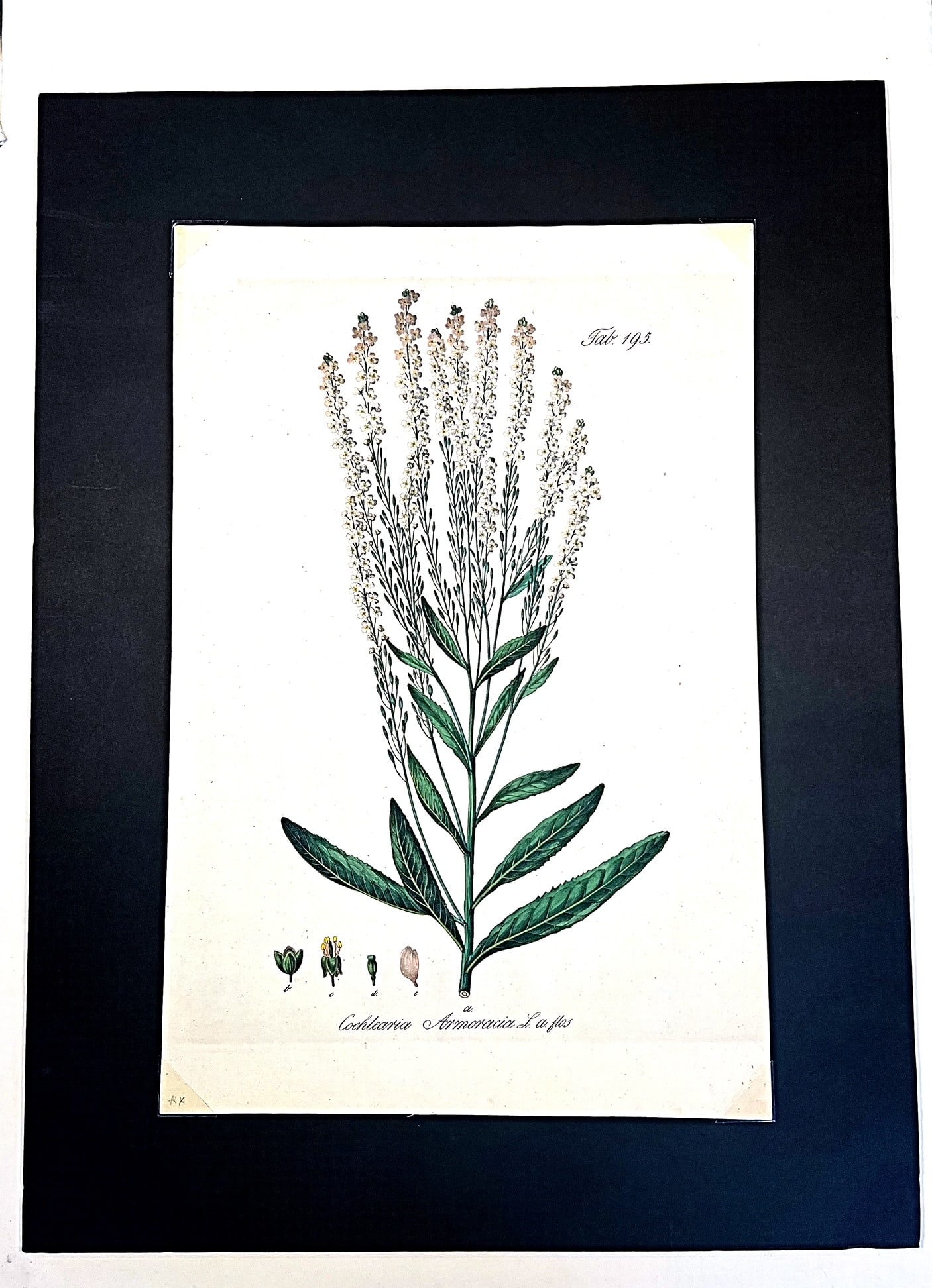 Antique French Botanical Print, 'Cochlearia Armoracia' of Le Jardin De Malmaison - Pierre Joseph (1 of 4)