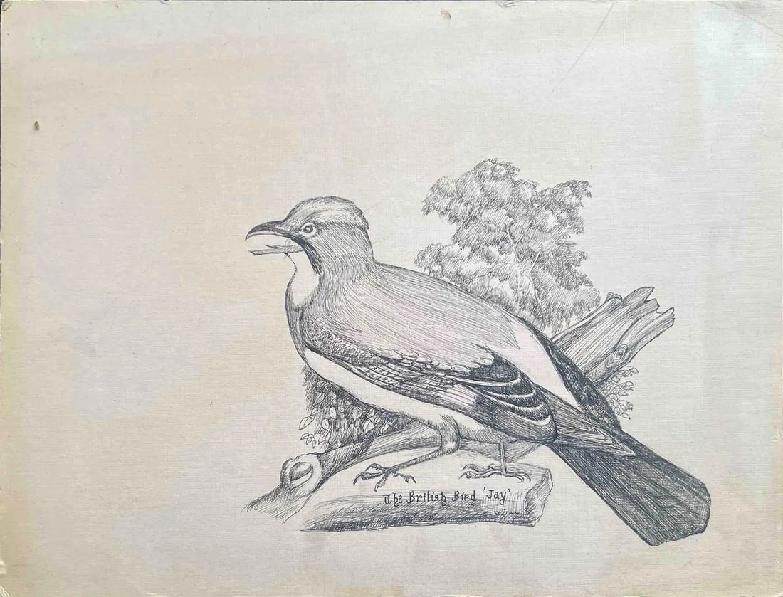 HAND-DRAWN SKETCH OF A “BRITISH BIRD – JAY: HAND-DRAWN SKETCH OF A “BRITISH BIRD – JAY”A DETAILED PENCIL ILLUSTRATION OF A JAY PERCHED ON A BRANCH, FEATURING CAREFUL SHADING AND TEXTURE WORK. THE BIRD IS SHOWN IN PROFILE,
