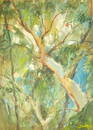 (signed) Bonney, "Eucalyptus Patterns" - 21" x 17"