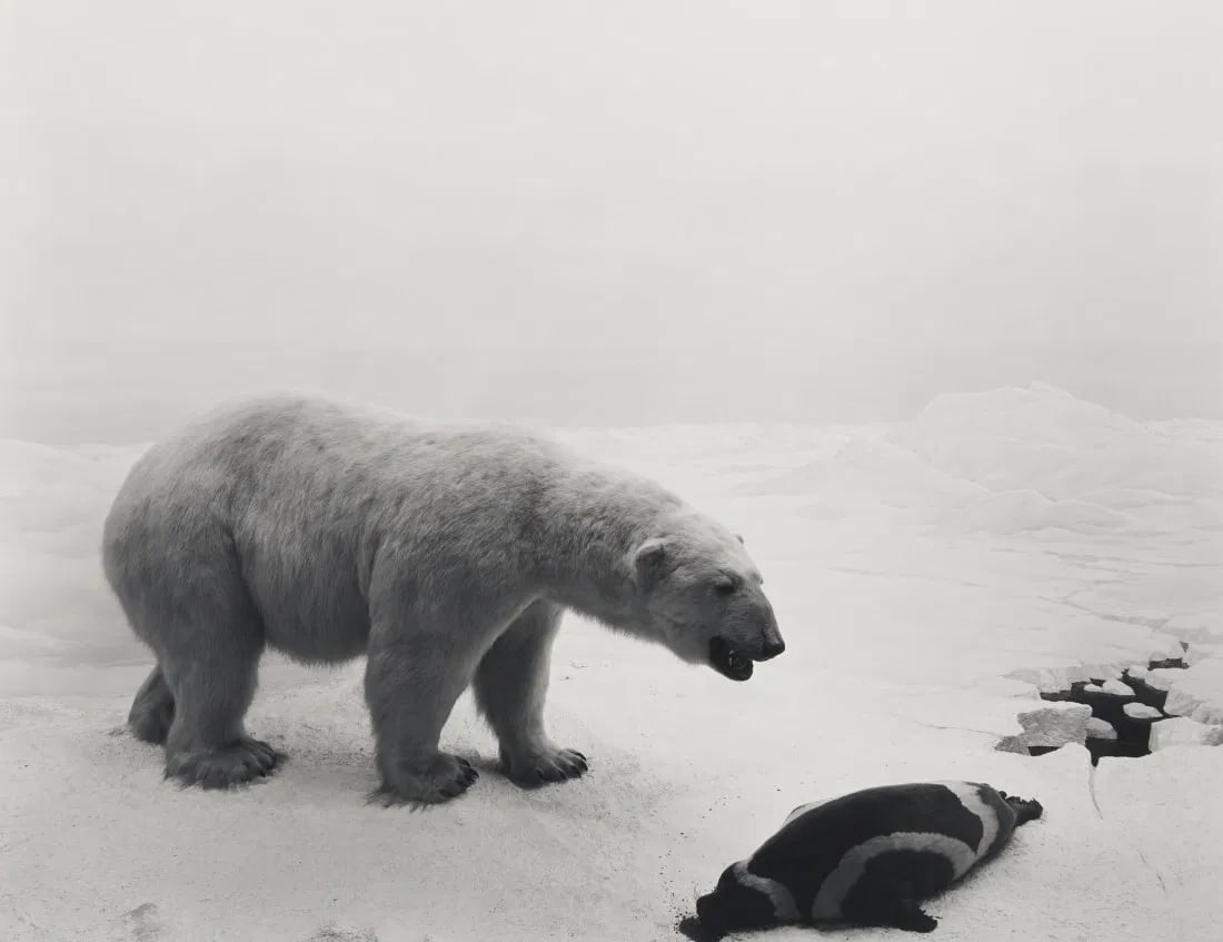 HIROSHI SUGIMOTO (Polar Bear) (1 of 1)