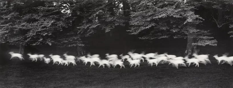 Paul Caponigro "Running White Deer, Ireland, 1960s" Photo Print. (1 of 1)