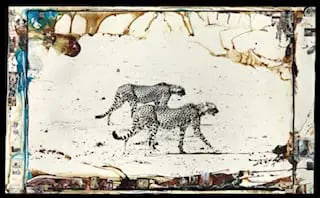 PETER BEARD Hunting Cheetahs on the Tarn Desert photoprint.: PETER BEARD Hunting Cheetahs on the Tarn Desert photoprint, Measures 24.00 X 36.00 Inches.