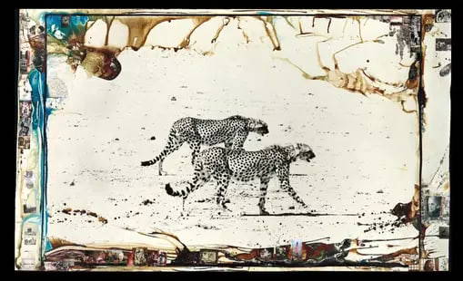 PETER BEARD Huntng Cheetahs on the Tarn Desert: PETER BEARD Huntng Cheetahs on the Tarn Desert, Measures 21.00 X 36.00 Inches, Unknown printing date.