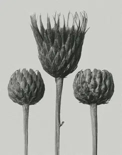 Karl Blossfeldt "Flower" Print: Karl Blossfeldt "Flower" Print, Measures 18.00 X 24.00 Inches.