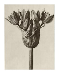 Karl Blossfeldt "Garlic Plant" Print