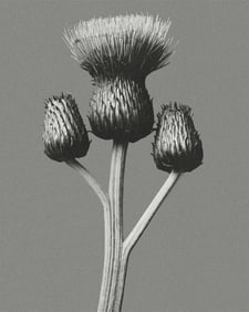 Karl Blossfeldt "Queen Anne Thistle" Poster