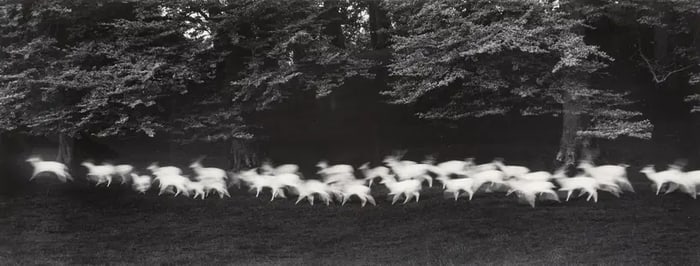 Paul Caponigro "Running White Deer, Ireland, 1960s" Photo Print.