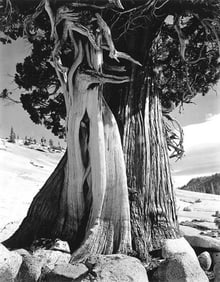 Edward Weston - Juniper, Sierra Nevada, 1937