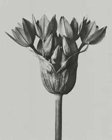 Karl Blossfeldt "Flower" Print.