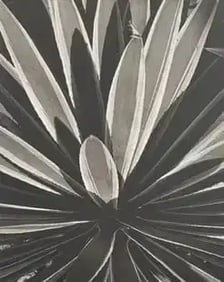 Horst P. Horst - Agave Rupicola