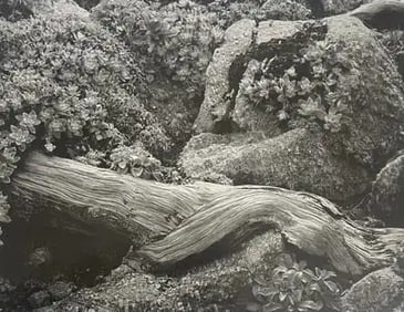 Edward Weston "Cypress Root and Stone Crop, 1914" Print