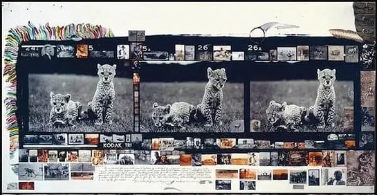PETER BEARD (Orphan Cheetah Triptych)