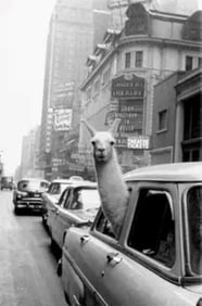 Inge Morath "A Llama in Times Square, New York" Photo Print.