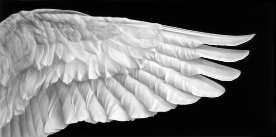 Robert Longo, ANGEL WING