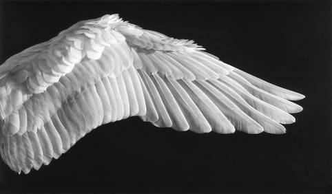 Robert Longo, GABRIEL'S WING