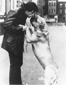 Sylvester Stallone Photo With Dog Print