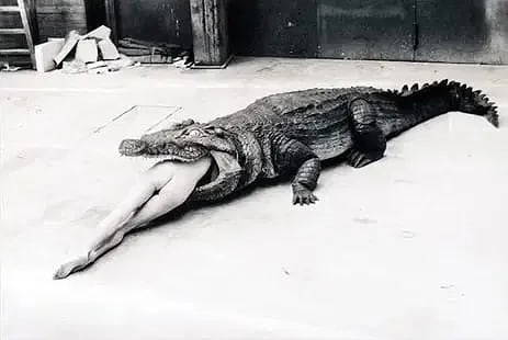 Helmut Newton "Crocodile Eating Ballerina" Print: Helmut Newton "Crocodile Eating Ballerina" Print, Measures 30.00 X 20.00inches.