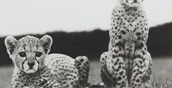 Peter Beard - Orphaned Cheetah Cubs, 1968