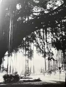 Daido Mariyama "Untitled, Hawaii" Print