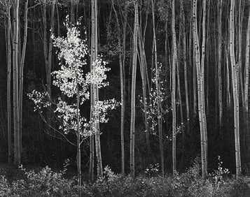 Ansel Adams - Aspens