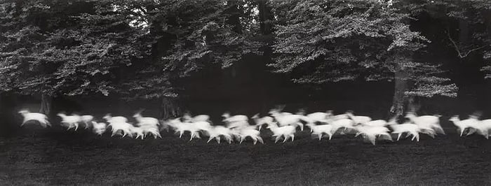 Paul Caponigro "Running White Deer, Ireland, 1960s" Photo Print