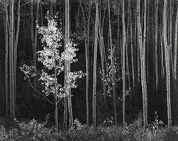 Ansel Adams - Aspens, 1958