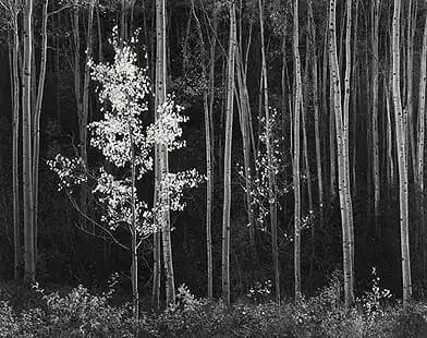 Ansel Adams - Aspens, 1958: Ansel Adams - Aspens, 1958, Measures 8" x 11", Photo Print Professionally Mounted.