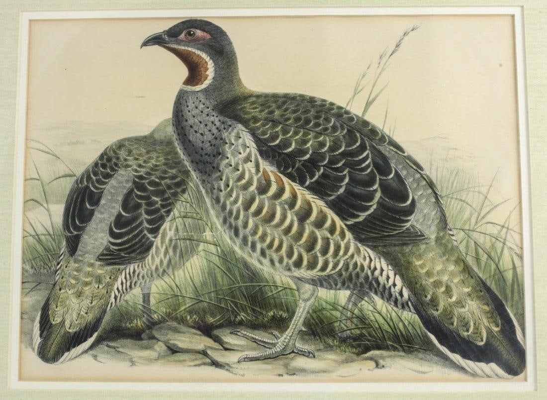 Gould, John Hand Colored Lithograph Tetraophasis: Gould, John (English 1804-1881) and William Hart, Hand colored Lithograph, Tetraophasis obscurus (Mou-Pin Snow-Partridge) for Gould's Birds of Asia, 1850-83. Given the vast geographical scope of his w