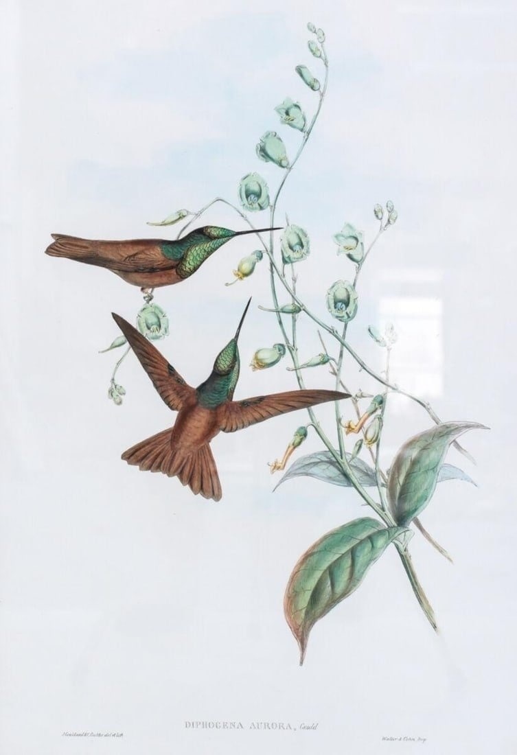 John Gould (English 1804-1881) Lithograph Diphogena Aurora Hummingbirds: Gould, John (English 1804-1881) and William Hart Hand Colored Lithograph, Diphogena Aurora, (Bolivian Rainbows) Original hand-colored lithograph of hummingbirds from "John Gould's Monograph of the Tro