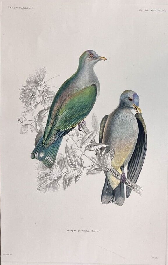 Titian Ramsay Peale Hand colored Lithograph Ptilonopus purpurantus 1858: after Titian Ramsay Peale (American 1799-1885) Hand colored Lithograph on wove paper, Ptilonopus purpurantus (Grey-green fruit dove) from 'United States Exploring Expedition.' 1858 Plate 30, engraved