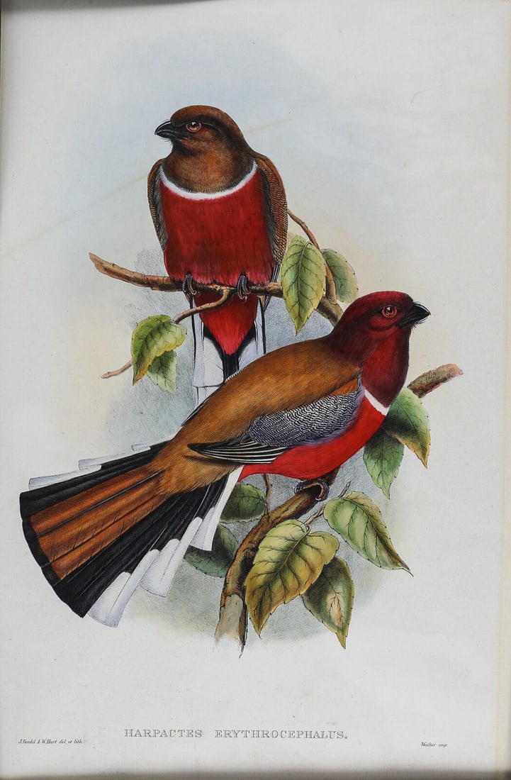 John Gould W Hart Hand Colored Bird Lithograph Harpactues Erythrocephalus: Gould, John & W. Hart, Hand Colored Bird Lithograph Harpactues Erythrocephalus, Pair of Red Headed Trogon. c1858-75. Walter, publisher. Weight:1lb Stunning depiction of brightly colored birds perched