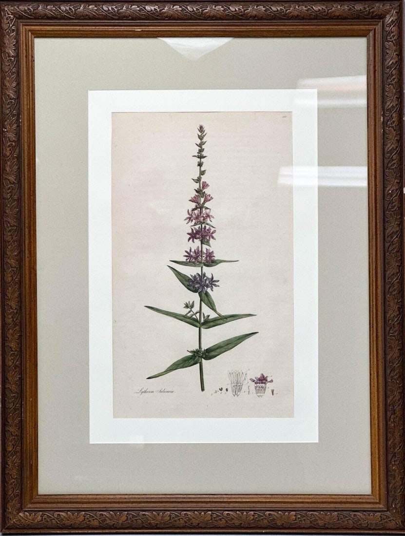 Botanical Lithograph from Flora Londinensis 1777 Lythrum Salicaria Framed (1 of 6)