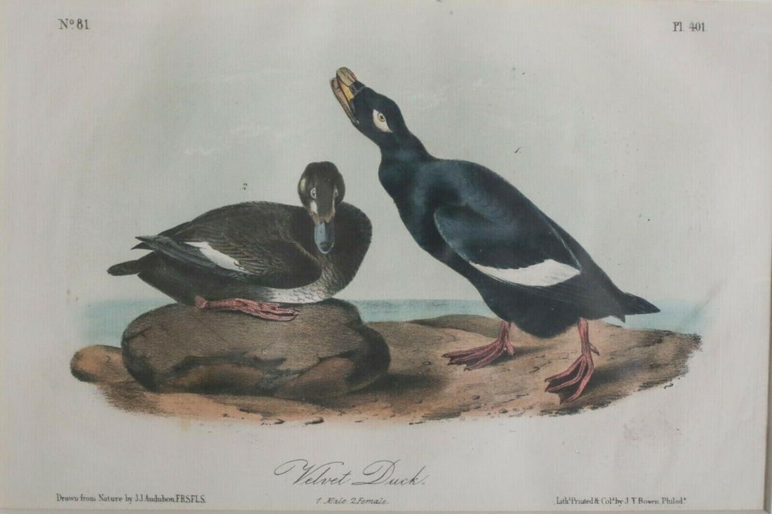 John James Audubon Hand colored Lithograph, Octavo, Velvet Duck Plate 401, (1 of 4)