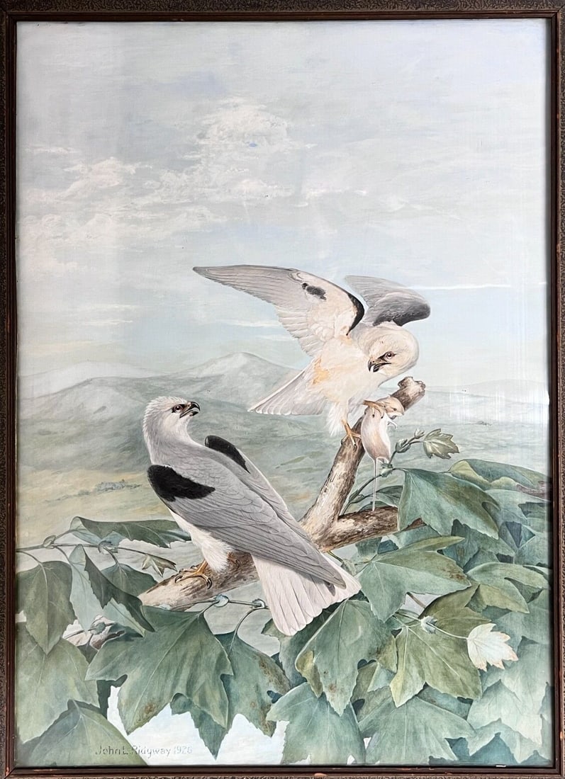 John L Ridgway Gouache Painting White Tailed Kite ornithological 1926: John L Ridgway (1859-1947) Gouache Painting on watercolor board, titled "White-Tailed Kite", Large ornithological painting featuring two raptor birds with mouse. Signed and dated 1926 lower left. In w