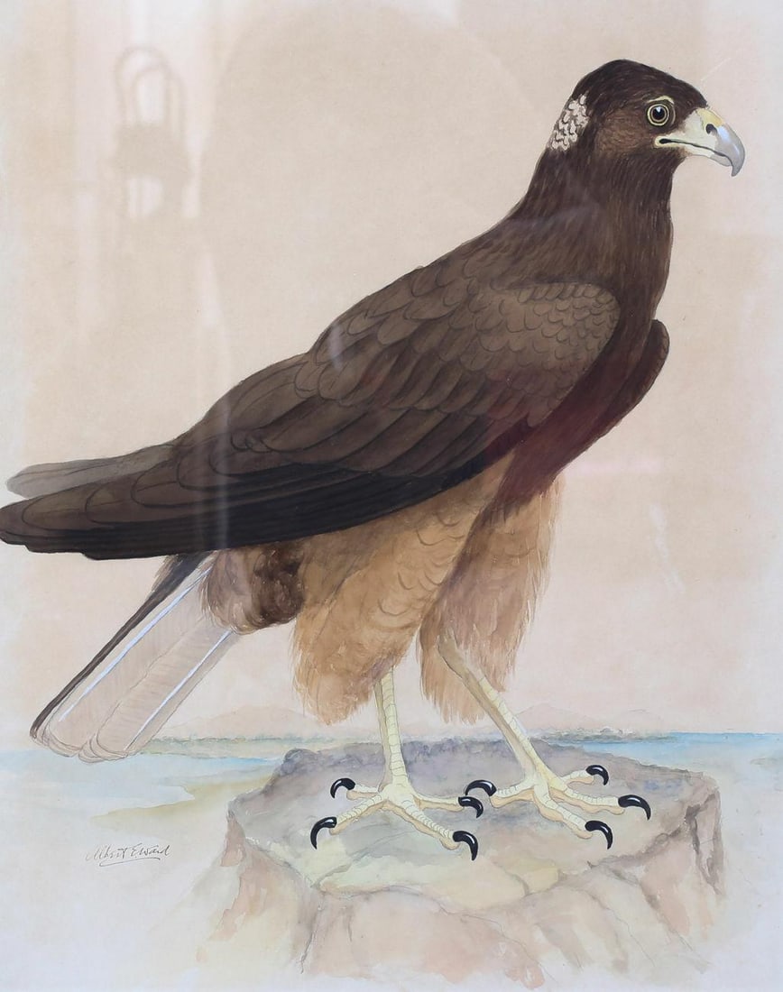 Ward, E. Albert (English 1874 -1925) Watercolor on Paper Drawing by Harris Hawk: Ward, E. Albert (English 1874-1925) Watercolor on drawing paper of a Harris hawk by the famous author and illustrator, signed below on the right. Weight: Approx. 12lbs Approx. Measurements: 27.25" x 1