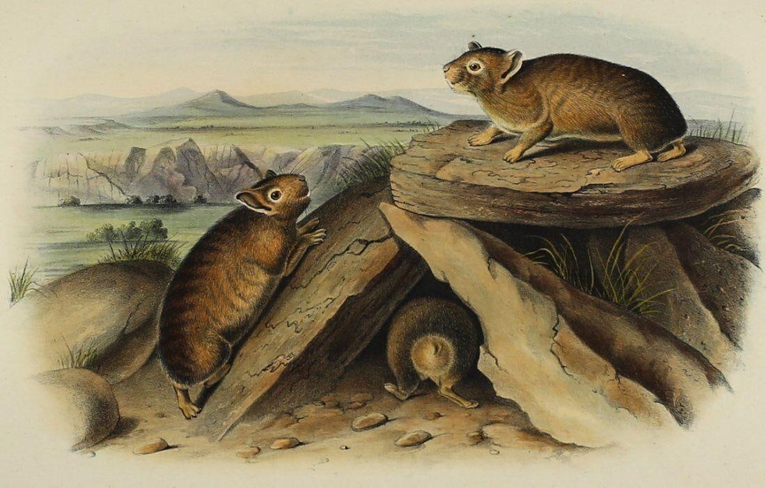 John James Audubon Little Chief Hare Lithograph No.17, Plate 83: Audubon, John James, Annulated Marmot Squirrel, Hand colored Lithograph w/ tinted background, No.16, Plate 79 / LXXIX, From "The Quadrupeds of North America". Octavo Ed., J.T. Bowen, Lithographer. No