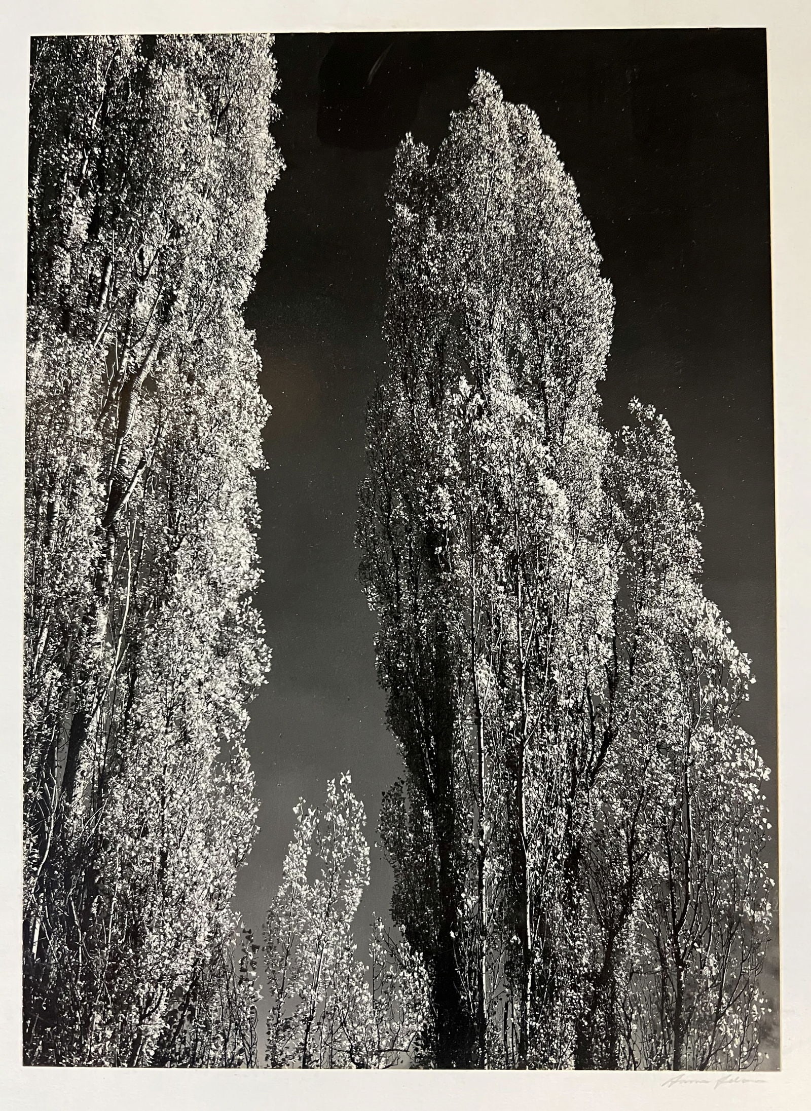 Signed Ansel Adams gelatin silver print Poplars near Bishop California: Ansel Adams gelatin silver print, Poplars, near Bishop, California, 1936, mounted to white board, signed to mount just under the print lower right. Negative from 1936, print c1970s. (5/24L) Measuremen