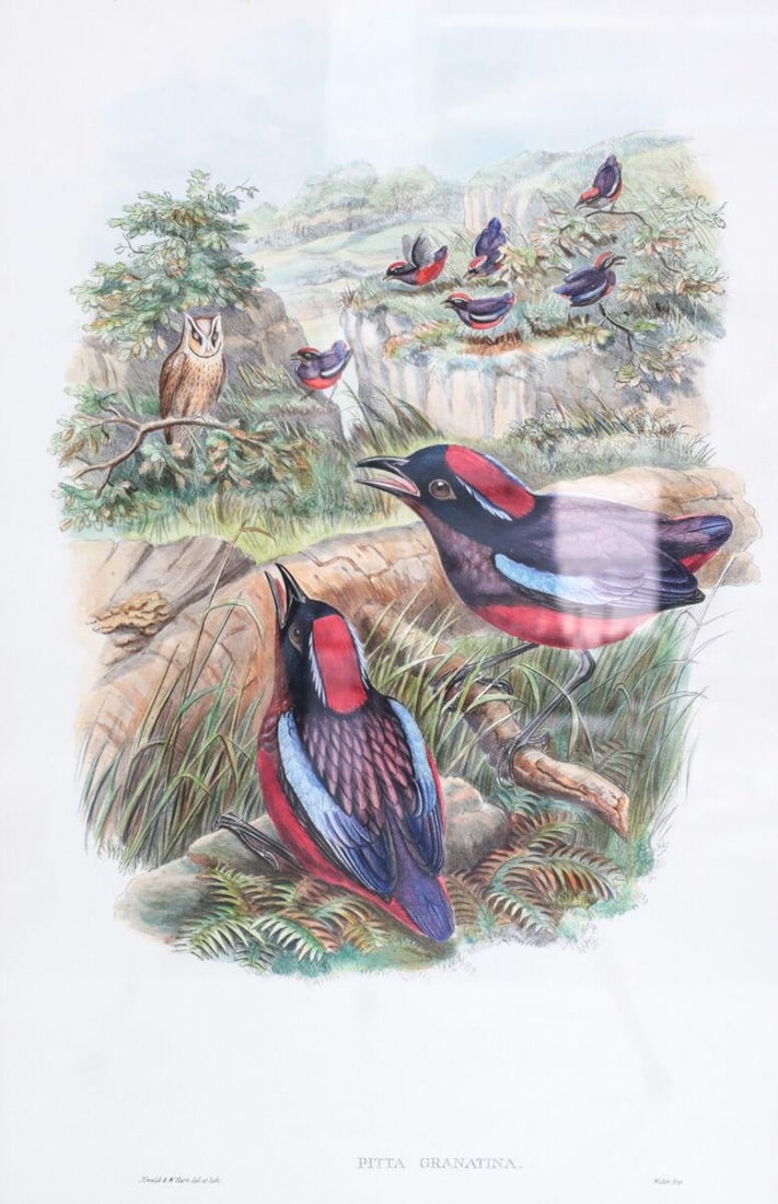 John Gould (English 1804-1881) Hand Colored Lithograph Pitta Granatina (1 of 3)