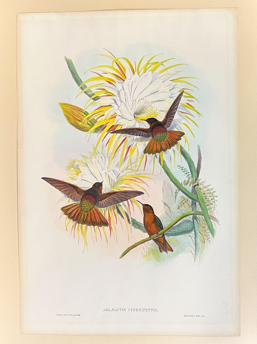 John Gould Hand Colored Bird Lithograph AGLAEACTIS CUPREIPENNIS hummingbirds (1 of 9)