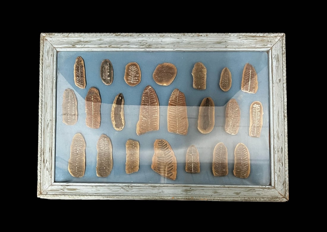 Collection of Fern Leaf Fossil Nodules (1 of 15)