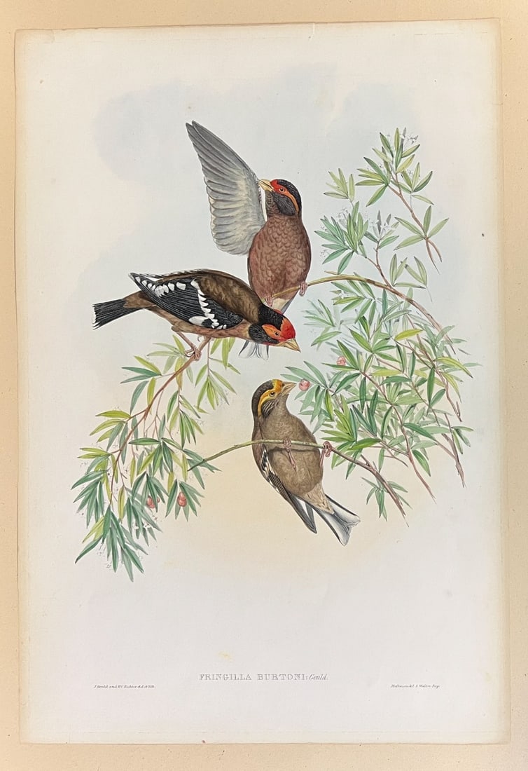 John Gould Hand Colored Bird Lithograph FRINGILLA BURTONI Burton's Grosbeak (1 of 11)