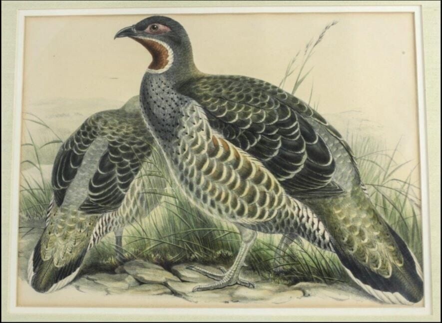 Gould, John Hand Colored Lithograph Tetraophasis Snow-Partridge c1860: Gould, John (English 1804-1881) and William Hart, Hand colored Lithograph, Tetraophasis obscurus (Mou-Pin Snow-Partridge) for Gould's Birds of Asia, 1850-83. Given the vast geographical scope of his w